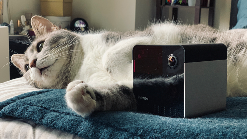 Only one of my furballs knows how to pose for a product photo.